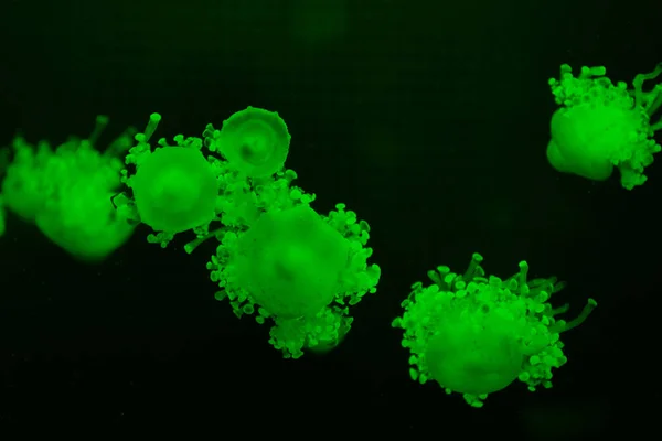 Cassiopea jellyfishes in green neon light on dark background — Stock Photo