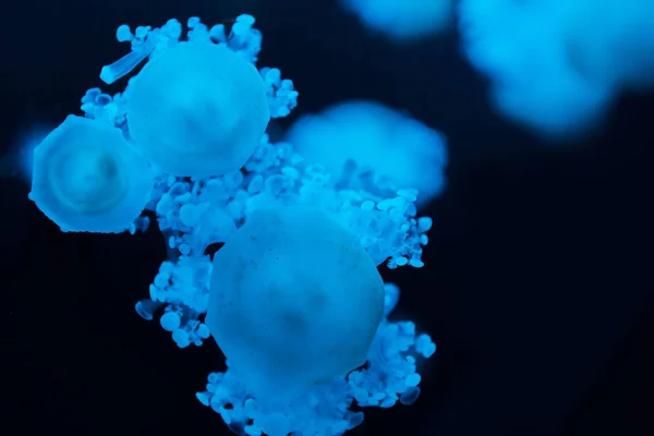 Selective focus of cassiopea jellyfishes with blue neon light on dark background — Stock Photo