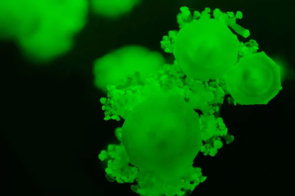 Focus selettivo di meduse cassiopea con luce verde al neon su sfondo scuro — Foto stock