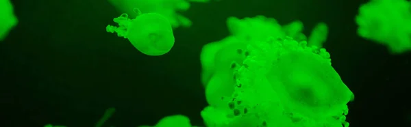 Panoramic shot of cassiopea jellyfishes with green neon light on dark background — Stock Photo