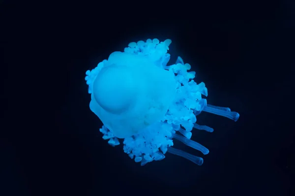 Medusa Cassiopea com luz de néon azul sobre fundo preto — Fotografia de Stock