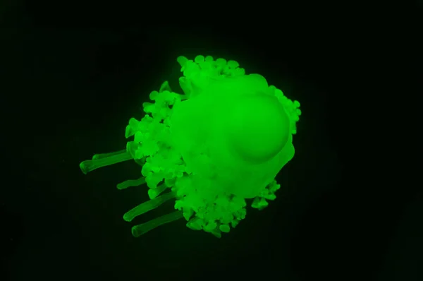 Cassiopea jellyfish with green neon light on black background — Stock Photo