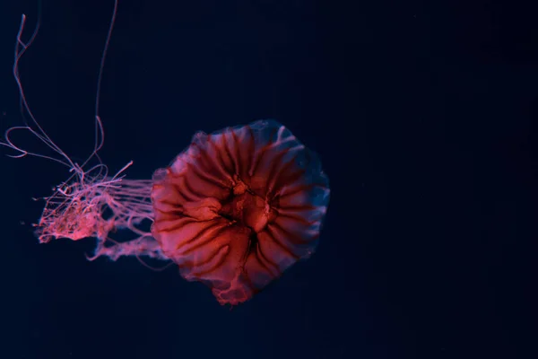 Compass jellyfish with tentacles in pink neon light on dark background — Stock Photo
