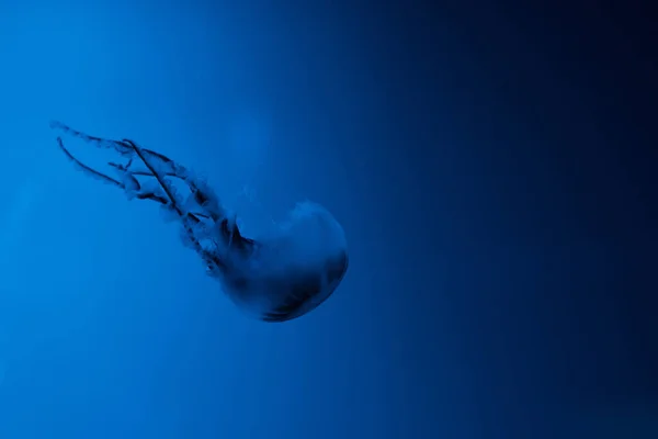 Méduses avec tentacules sur fond bleu — Photo de stock