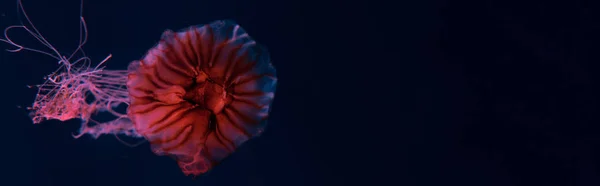 Panoramic shot of compass jellyfish with tentacles in pink neon light on dark background — Stock Photo