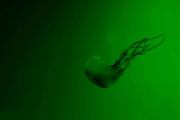 Medusas con tentáculos sobre fondo verde - foto de stock