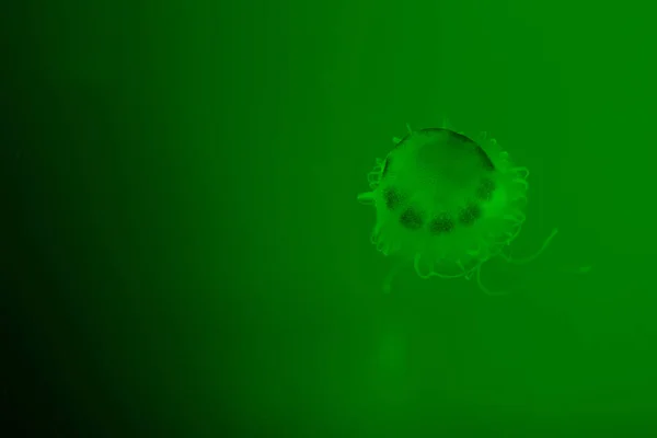 Jellyfish with tentacles on green background — Stock Photo