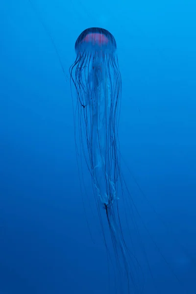 Японская морская медуза на синем фоне — стоковое фото