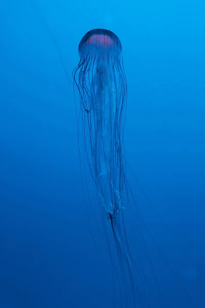 Japonês mar urtiga água-viva no fundo azul — Fotografia de Stock