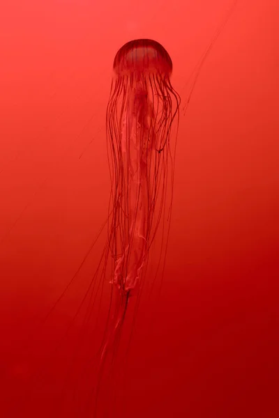 Japanese sea nettle jellyfish on red background — Stock Photo