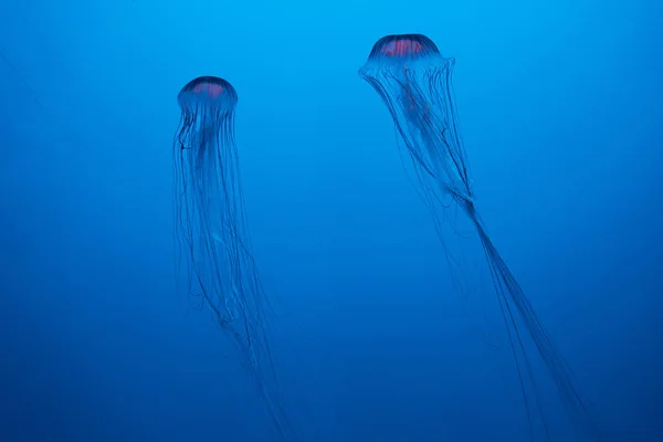 Medusas japonesas de ortiga marina sobre fondo azul - foto de stock