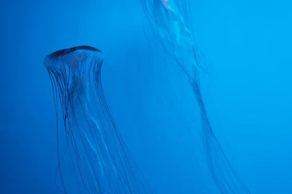 Medusas japonesas de ortiga marina sobre fondo azul - foto de stock