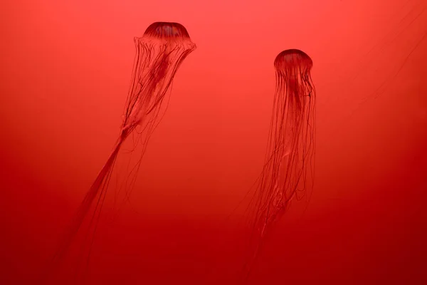 Dos medusas japonesas de ortiga marina sobre fondo rojo - foto de stock