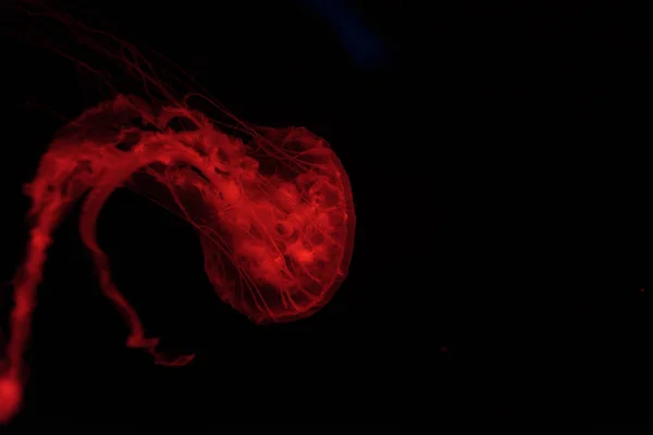 Medusas en luz de neón roja sobre fondo negro - foto de stock