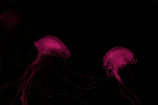 Two jellyfishes in pink neon light on black background — Stock Photo