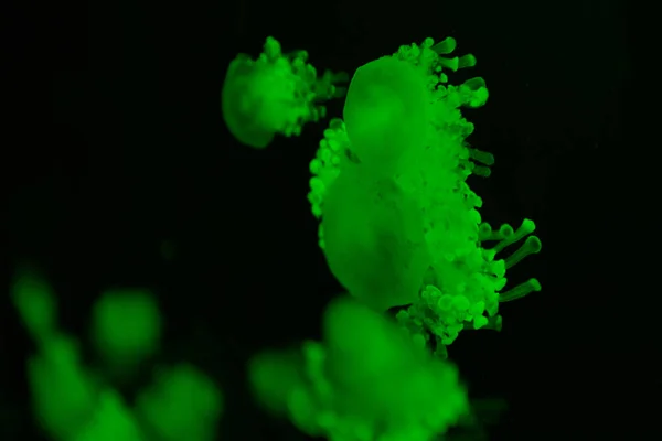 Enfoque selectivo de medusas de guisante en luz de neón verde sobre fondo negro - foto de stock