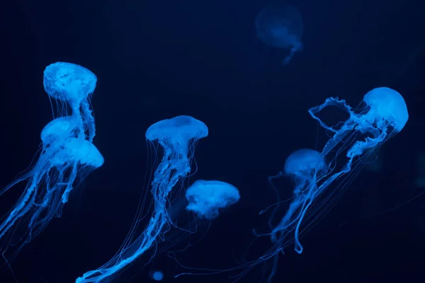 Jellyfishes with tentacles in blue neon light on dark background — Stock Photo