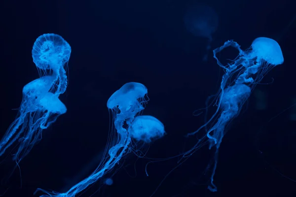 Medusas con tentáculos en luz de neón azul sobre fondo oscuro - foto de stock