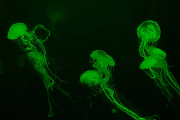 Jellyfishes with tentacles in green neon light on dark background — Stock Photo