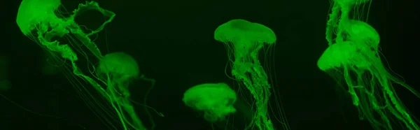 Jellyfishes with tentacles in green neon light on dark background, panoramic shot — Stock Photo