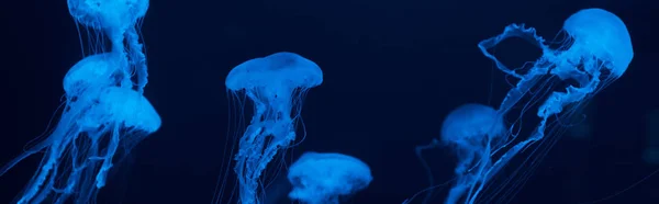 Medusas con tentáculos en luz de neón azul sobre fondo oscuro, plano panorámico - foto de stock