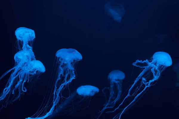 Jellyfishes in blue neon light on dark background — Stock Photo