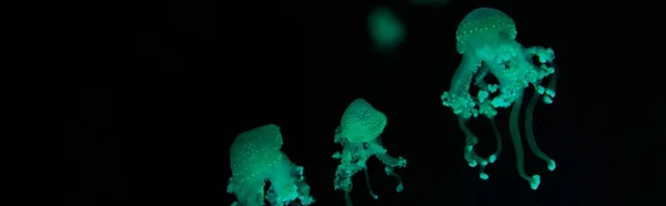 Spotted jellyfishes with green neon light on black background, panoramic shot — Stock Photo