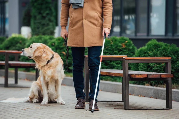 Cropped view of blind man with walking stick and guide dog on urban street — Stock Photo