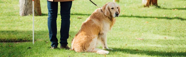 Cropped view of blind man with walking stick and guide dog standing on grass, panoramic shot — Stock Photo