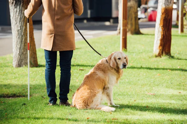 Vue recadrée de l'aveugle avec bâton de marche et chien-guide debout sur l'herbe — Photo de stock