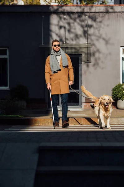 Blind man walking with guide dog and walking stick on crosswalk — Stock Photo