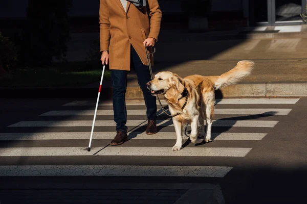 Vista recortada del hombre ciego con palo y perro guía caminando en el paso de peatones - foto de stock