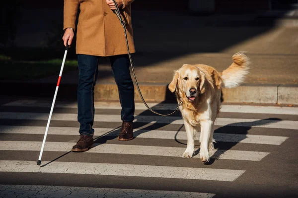 Cropped view of blind man with stick and guide dog walking on crosswalk — Stock Photo