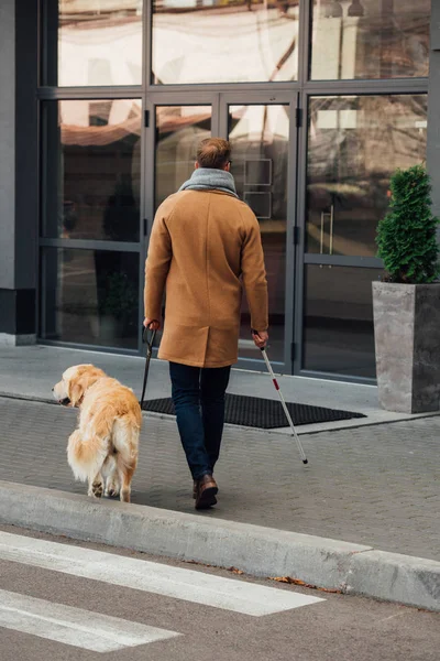 Back view of blind man with walking stick and guide dog walking on street — Stock Photo