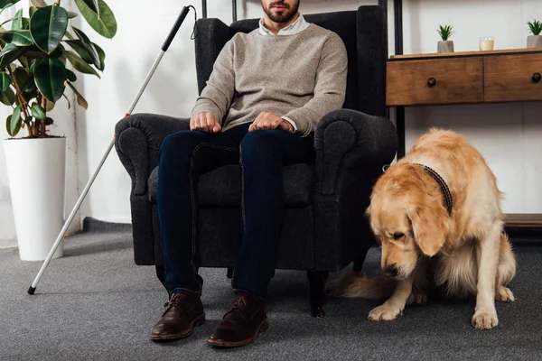 Vue recadrée de golden retriever assis à côté d'un aveugle dans un fauteuil à la maison — Photo de stock