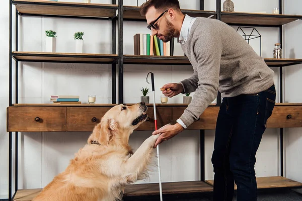 Side view of blind man holding bagel while training golden retriever at home — Stock Photo