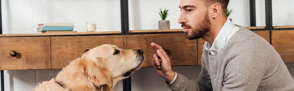 Panoramic shot of bind man training golden retriever at home — Stock Photo