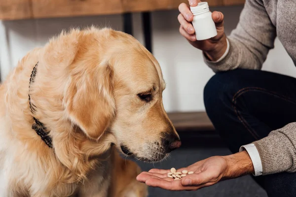 Vista ritagliata dell'uomo che dà vitamine al golden retriever a casa — Foto stock