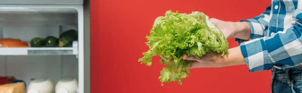 Cropped view of woman holding lettuce near open fridge with fresh food on shelves isolated on red, panoramic shot — Stock Photo