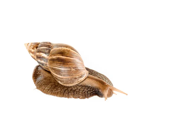 Escargot brun visqueux isolé sur blanc — Photo de stock