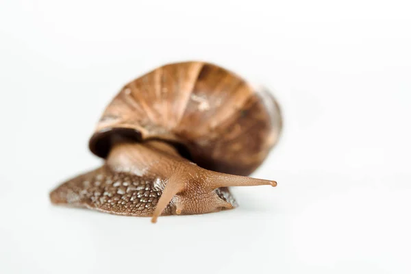 Slimy brown snail isolated on white — Stock Photo