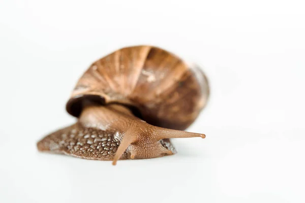 Escargot brun visqueux isolé sur blanc — Photo de stock