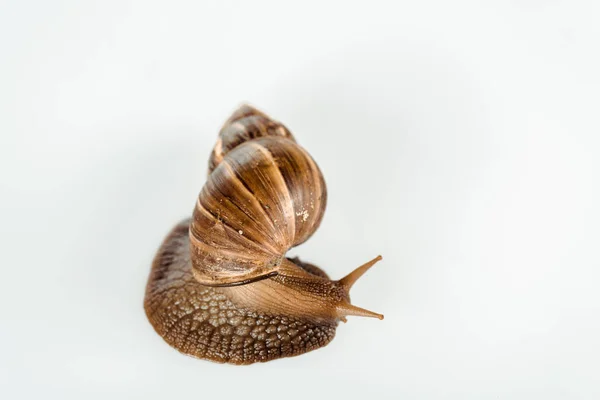 Vue de dessus d'escargot brun visqueux isolé sur blanc — Photo de stock