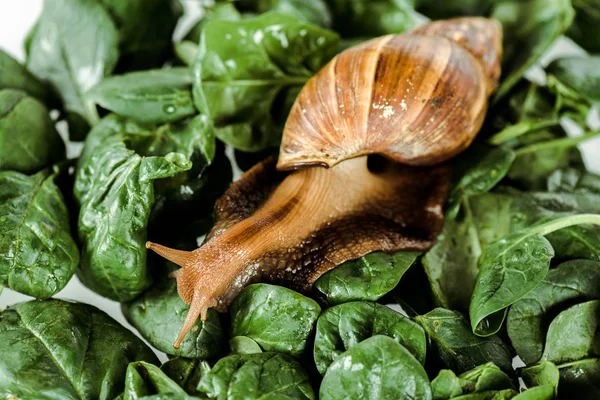 Slimy brown snail on green fresh leaves — Stock Photo