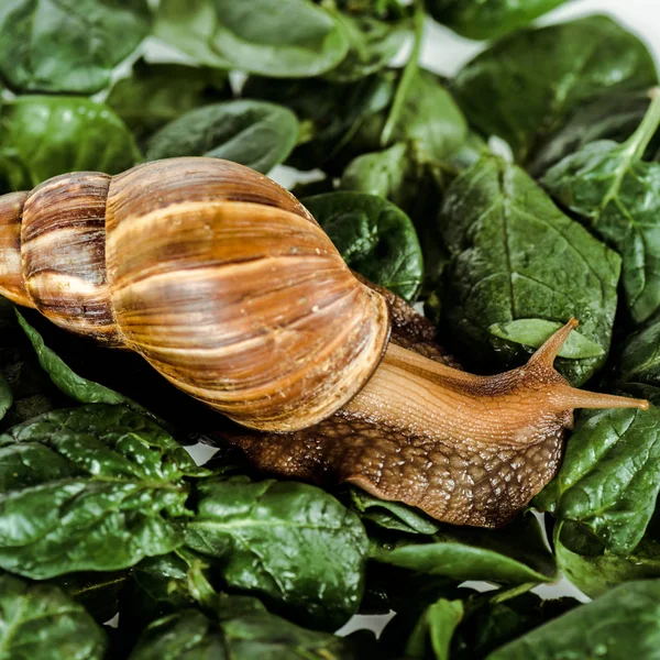 Slimy brown snail on green fresh leaves — Stock Photo