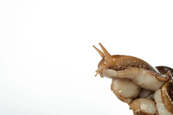 Nahaufnahme von schleimigen braunen Schneckenkopf isoliert auf weiß — Stockfoto