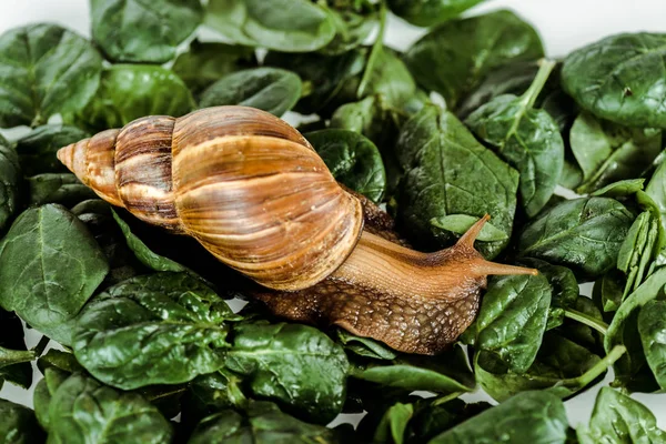 Slimy brown snail on green fresh leaves — Stock Photo