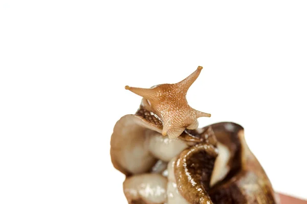 Vista de cerca de caracol marrón viscoso aislado en blanco - foto de stock