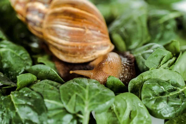 Vista de cerca del baboso caracol marrón sobre hojas verdes frescas - foto de stock