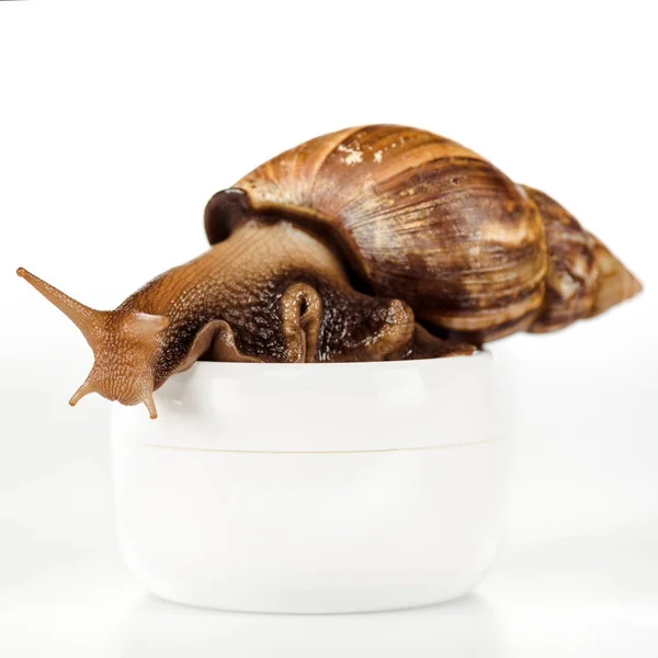 Close up view of brown snail on cosmetic cream container isolated on white — Stock Photo